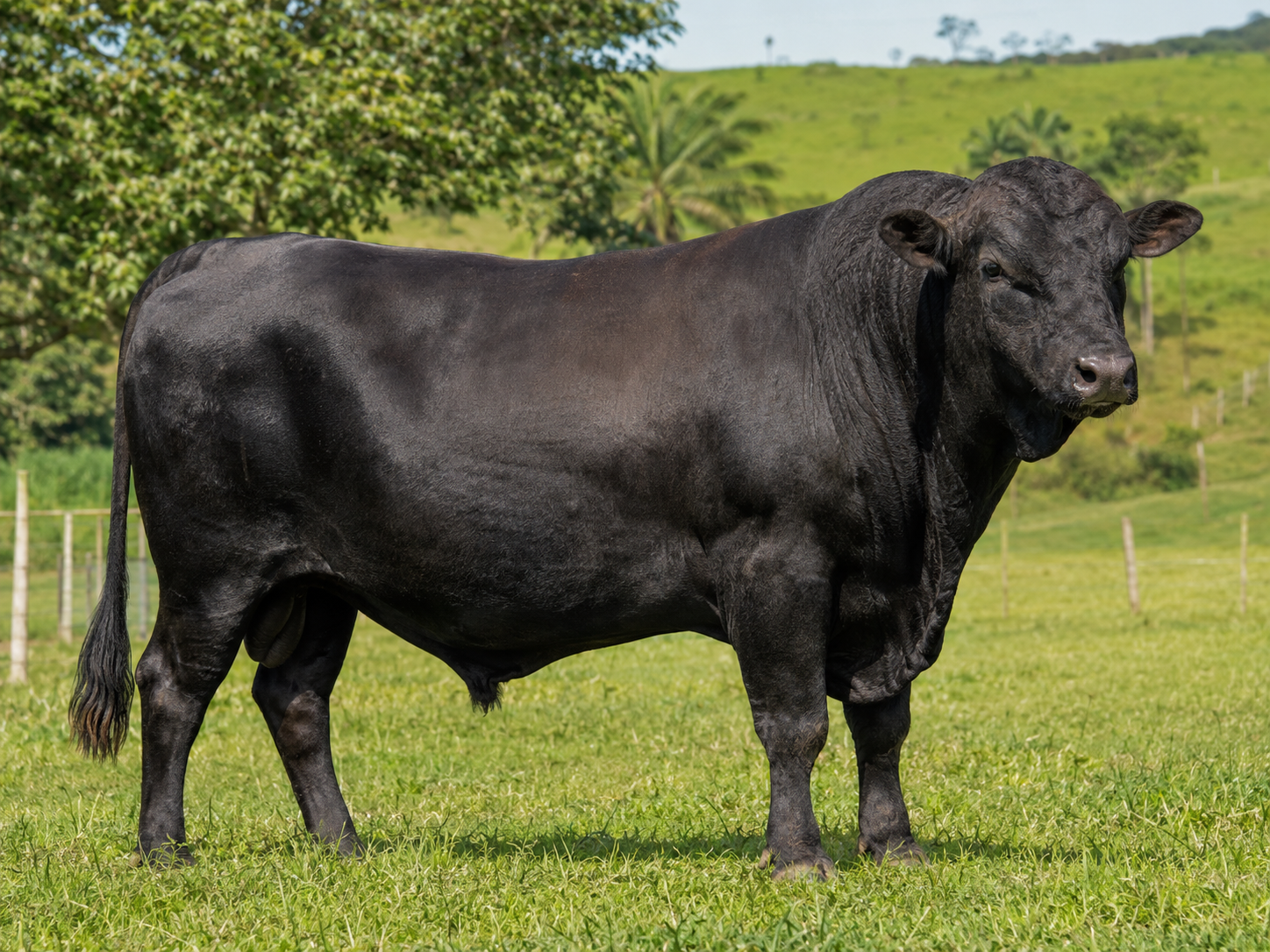 Toro Wagyu Fullblood
